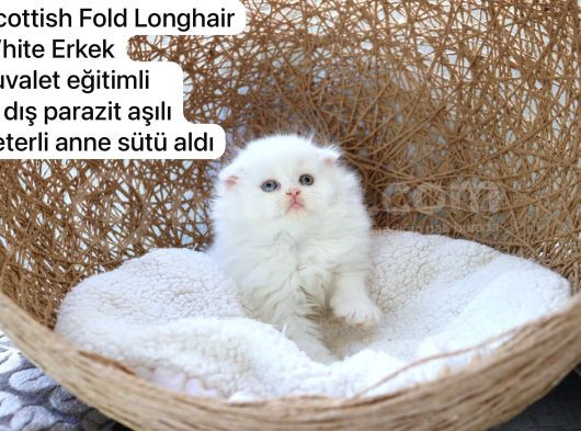 Özel Kedi Serisi Safkan Yavrularım görsel