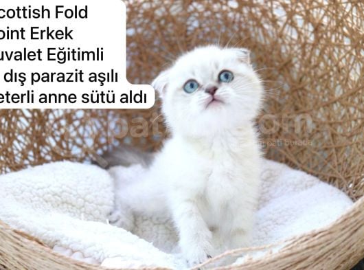 Özel Kedi Serisi Safkan Yavrularım görsel