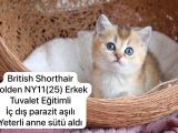 Özel Kedi Serisi Safkan Yavrularım