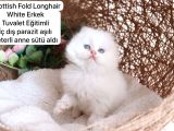 Özel Kedi Serisi Safkan Yavrularım