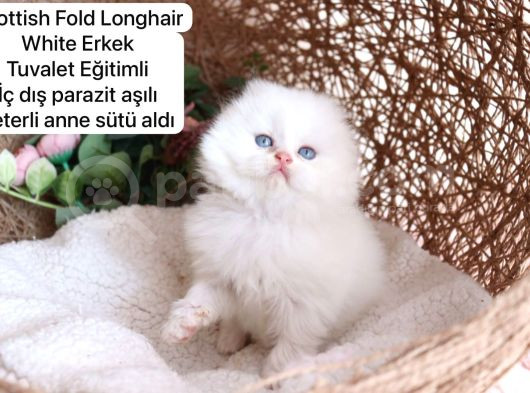 Özel Kedi Serisi Safkan Yavrularım görsel