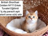 Özel Kedi Serisi Safkan Yavrularım