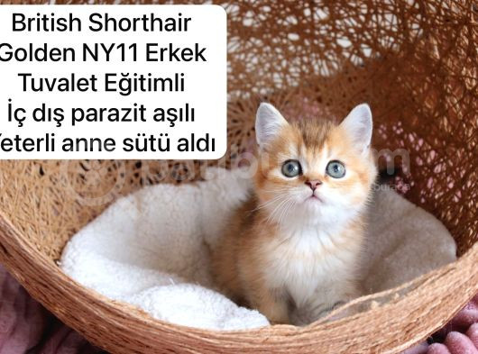 Özel Kedi Serisi Safkan Yavrularım görsel