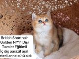 Özel Kedi Serisi Safkan Yavrularım