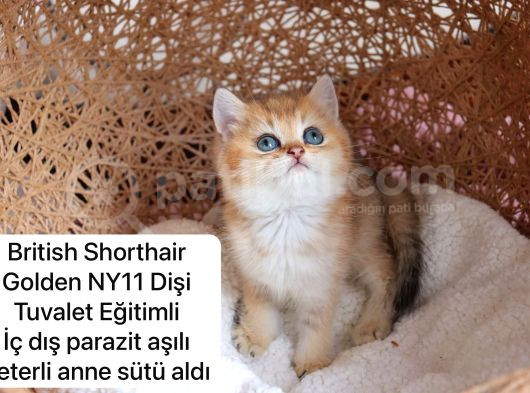 Özel Kedi Serisi Safkan Yavrularım görsel