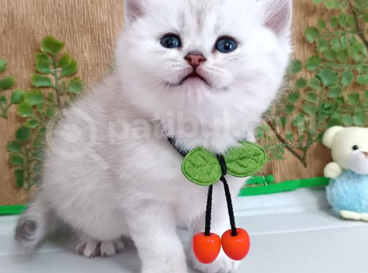 Safkan Bri̇ti̇sh Yavrular İnstagram Aybukevepamuk
