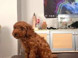 Toy Poodle Mini Çocuk