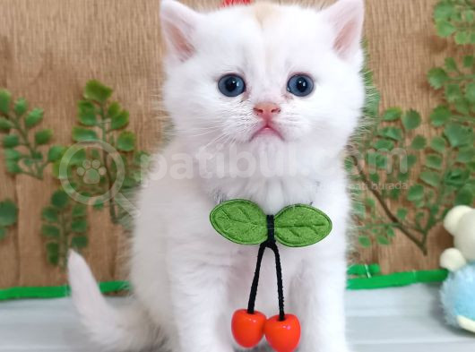 Safkan Bri̇ti̇sh Yavrular İnstagram Aybukevepamuk görsel