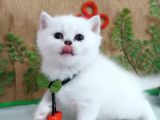 Safkan Bri̇ti̇sh Yavrular İnstagram Aybukevepamuk