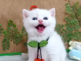 Safkan Bri̇ti̇sh Yavrular İnstagram Aybukevepamuk