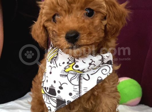 Toy Poodle Mini Çocuk görsel