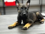 Dik Kulak A Kalite Belçika Malinois Kurdu Yavrular