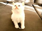British Shorthair Yavrular