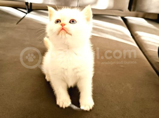 British Shorthair Yavrular görsel