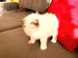 British Shorthair Yavrular