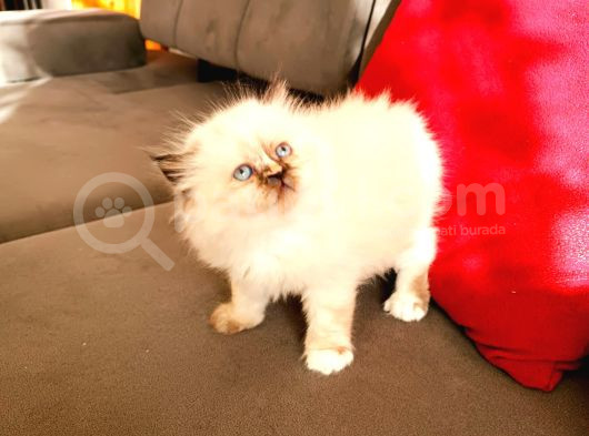 British Shorthair Yavrular görsel