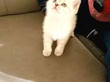 British Shorthair Yavrular