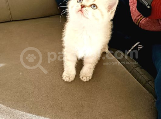 British Shorthair Yavrular görsel