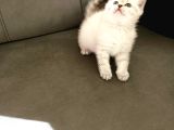 British Shorthair Yavrular