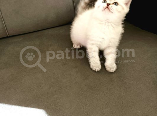 British Shorthair Yavrular görsel