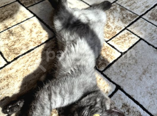 Brtisih Shorthair Erkek görsel