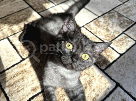 Brtisih Shorthair Erkek görsel