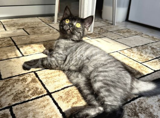 Brtisih Shorthair Erkek görsel