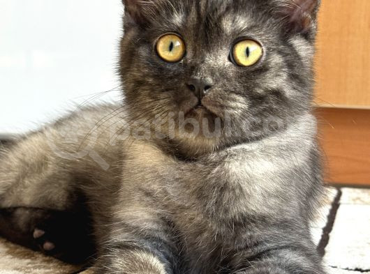 Brtisih Shorthair Erkek görsel