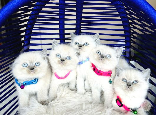 Safkan British Shorthair Bluepoint Bebekler