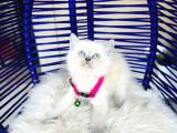 Safkan British Shorthair Bluepoint Bebekler