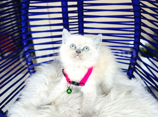 Safkan British Shorthair Bluepoint Bebekler görsel