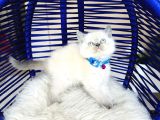 Safkan British Shorthair Bluepoint Bebekler