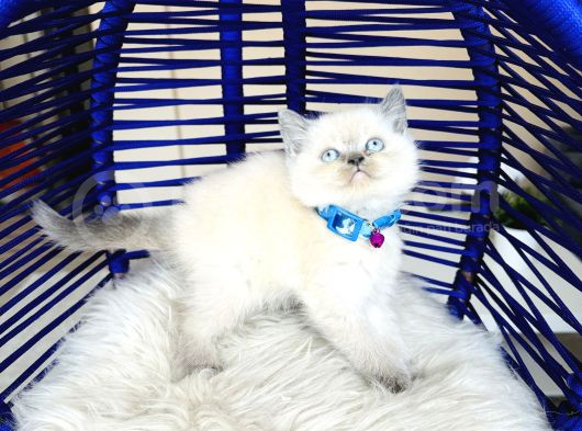 Safkan British Shorthair Bluepoint Bebekler görsel