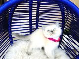 Safkan British Shorthair Bluepoint Bebekler