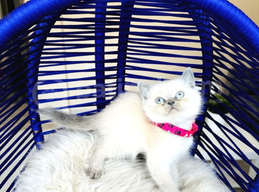 Safkan British Shorthair Bluepoint Bebekler görsel