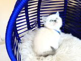 Safkan British Shorthair Bluepoint Bebekler