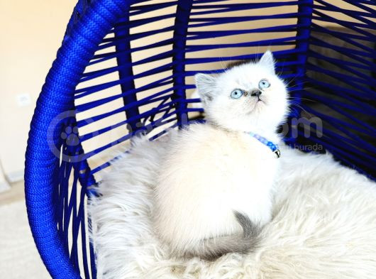 Safkan British Shorthair Bluepoint Bebekler görsel