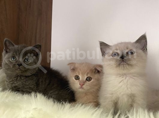 Özel Ayı Surat Yavrularım Safkan Orjinal Uyguna
