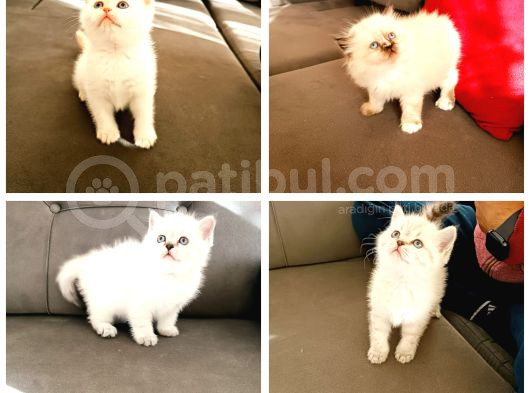 British Shorthair Yavrular