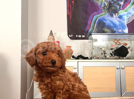 Toy Poodle Mini Çocuk görsel