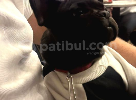 3 Aylık Dünyalar Tatlısı Dişi görsel