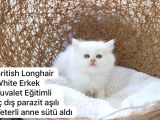 Ev Üretimi Harika Safkan Kediler