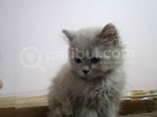British Shorthair  görsel