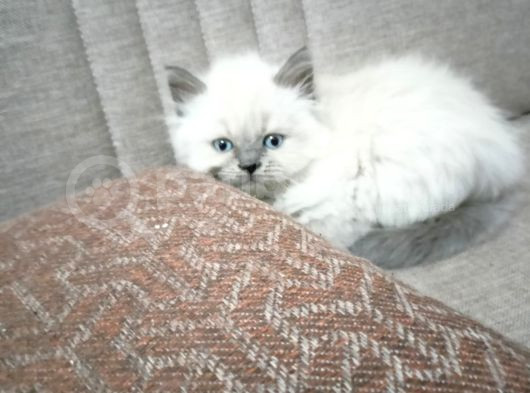 British Shorthair  görsel
