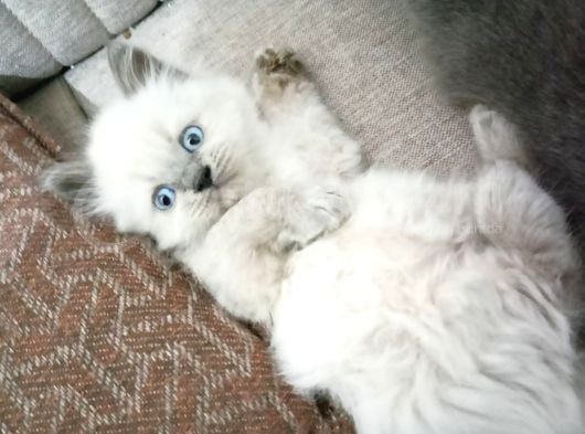 British Shorthair  görsel