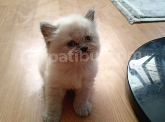 British Shorthair  görsel