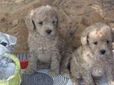 Irk Garanti̇li̇ Top Poodle Yavrular