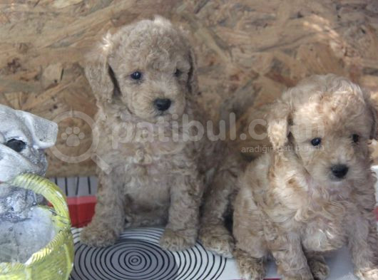 Irk Garanti̇li̇ Top Poodle Yavrular görsel