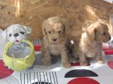 Irk Garanti̇li̇ Top Poodle Yavrular