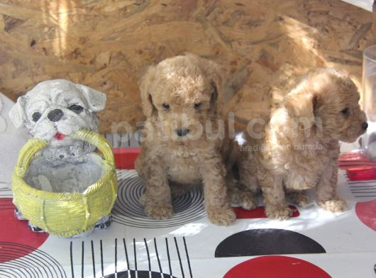 Irk Garanti̇li̇ Top Poodle Yavrular görsel